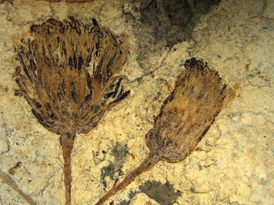 Μια μαργαρίτα ετών… 47 εκατομμυρίων Μια μαργαρίτα ετών… 47 εκατομμυρίων