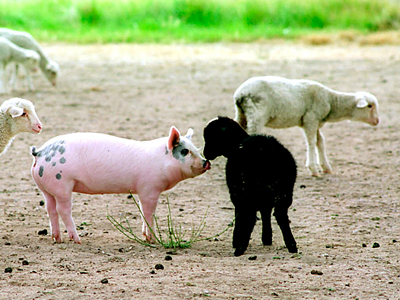Γιόρτασε τα επινίκια του… προϋπολογισμού