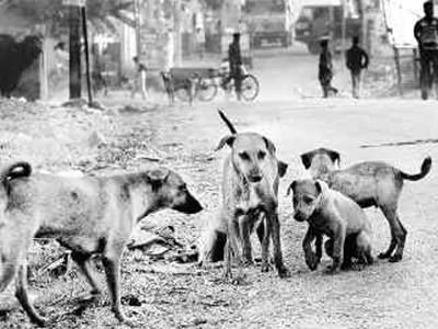 Tα κοπρόσκυλα του Πάγκαλου