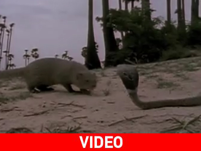 Κόμπρα εναντίον μανγκούστας…