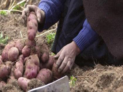Μοβ… πατάτα!