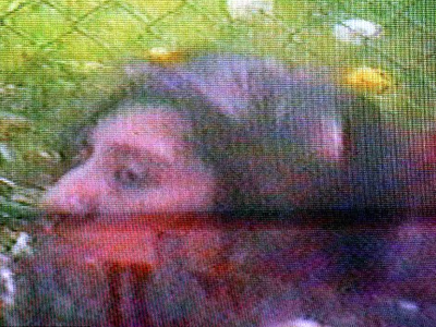 Σκότωσε τον γιο της «για να μην της τον πάρει η Πρόνοια» Σκότωσε τον γιο της «για να μην της τον πάρει η Πρόνοια»