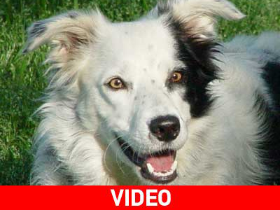 Ο σκύλος με το πλουσιότερο λεξιλόγιο Ο σκύλος με το πλουσιότερο λεξιλόγιο