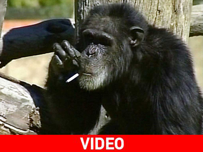 Πέθανε ο καπνιστής χιμπατζής Πέθανε ο καπνιστής χιμπατζής