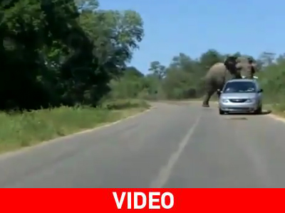Ελέφαντας κυνηγάει αυτοκίνητο Ελέφαντας κυνηγάει αυτοκίνητο