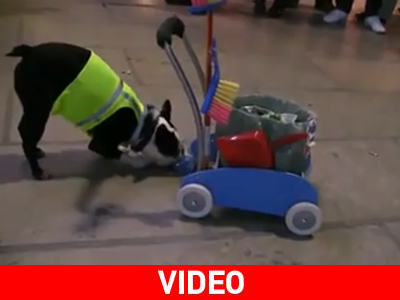 Τετράποδος επιστάτης…