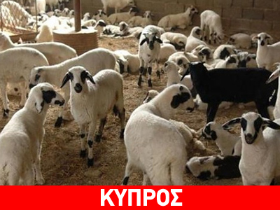 Ένοπλοι έκλεψαν από μάντρα ηλικιωμένων 40 πρόβατα