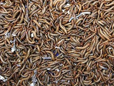 Τα σκουλήκια είναι θρεπτικά, πιο φθηνά και οικολογικά