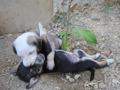 Χαρίζονται κουταβάκια