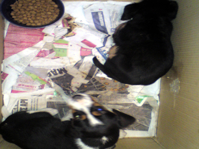 Ορφανά κουταβάκια ζητούν οικογένεια