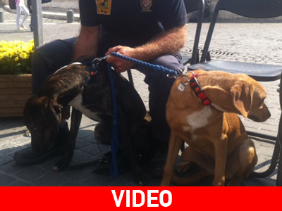 Υιοθετήστε κι εσείς ένα αδέσποτο!