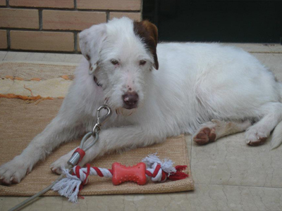 Γκριφονάκι ψάχνει σπίτι