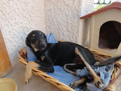 Η ντροπαλή Βούλα ψάχνει σπίτι