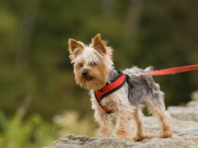 Διαταγή τ’ αφεντικού και τα σκυλιά δεμένα