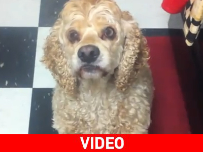 Ο σκύλος που αλληθωρίζει…