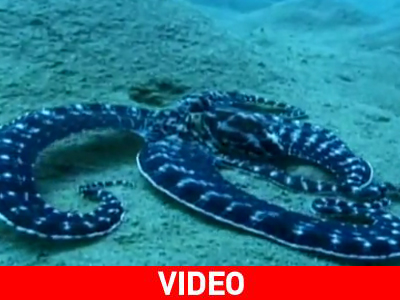 Το χταπόδι-μίμος