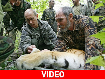 Καμπανάκι για την τύχη των τίγρεων χτύπησε ο Πούτιν