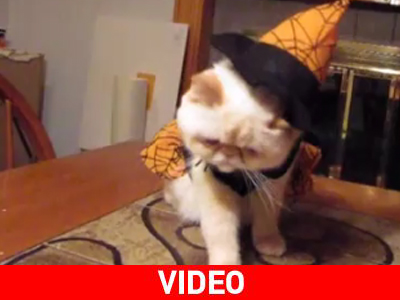 Πως έμαθε η γάτα ότι οι μάγισσες δεν πετούν στ’ αλήθεια;