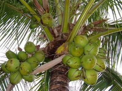 Έκοψαν τις καρύδες για να μην πέσουν στο κεφάλι του πλανητάρχη