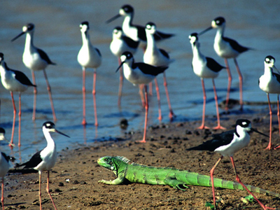 Στο διάδρομο του… Βλάχου