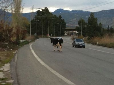 Αγελάδα βολτάρει στην Ν.Ε.Ο Αθηνών-Κορίνθου