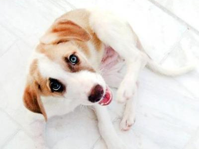 Χαρίζεται τσαχπίνικο σκυλάκι