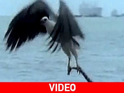 Η φονική επίθεση του θαλάσσιου αετού