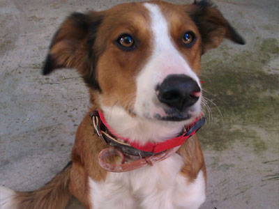 Υιοθετήστε την Αγάπη