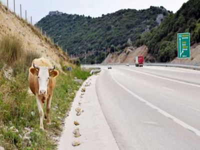 Ξάνθη: Τράκαρε με…. αγελάδα