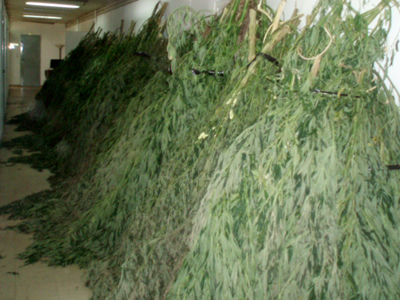 Οικογενειακός «μπαξές» με κάνναβη στην Κρήτη