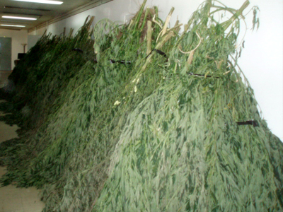 Καλλιεργούσαν δενδρύλλια κάνναβης στη Φαρκαδόνα