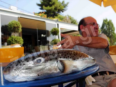 Πληθαίνουν οι εμφανίσεις τοξικών λαγοκέφαλων στο Αιγαίο