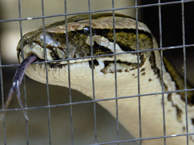 Το φίδι το… (ξανά)σκασε