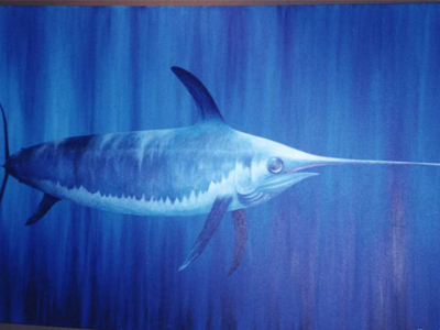 Απίστευτο: ξιφίας επιτέθηκε σε κολυμβήτρια!