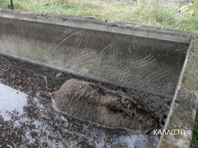 Αρκούδα πνίγηκε σε δεξαμενή