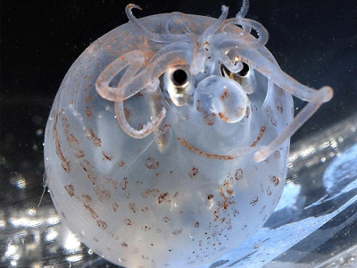 Το καλαμάρι-γουρουνάκι