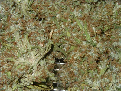 Συνέλαβαν αλλοδαπό με 2,5 κιλά κάνναβη