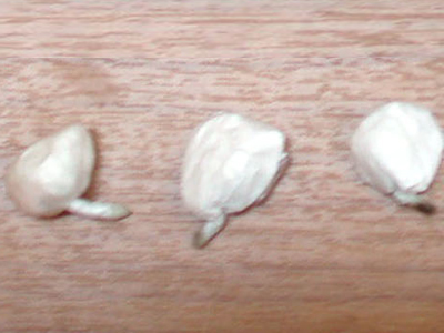 Συνελήφθη 15χρονος για εμπορεία ναρκωτικών