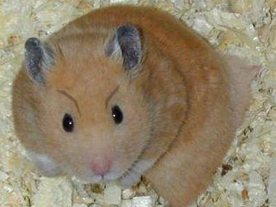 Έβαλε το χάμστερ του στο φούρνο μικροκυμάτων