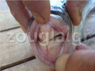 Λαγοκέφαλος και στα νερά του Κορινθιακού