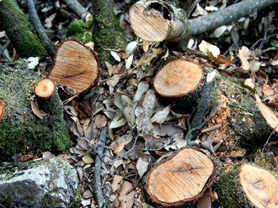 Ηλεία: Σε ύφεση η παράνομη υλοτομία