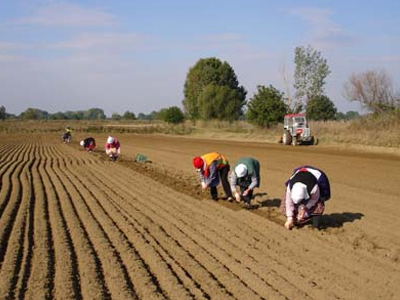 Επιστροφή στον αγρό…
