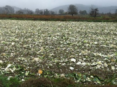 Λασίθι: Λόγω κρίσης δεν μαζεύουν την παραγωγή