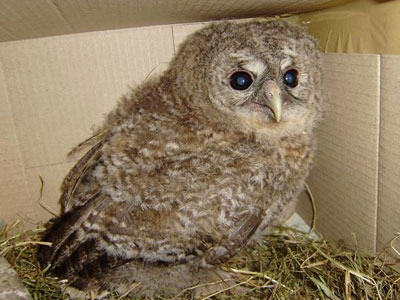 Βρήκαν νεοσό Χουχουριστή σε πλατεία στη Λαμία Βρήκαν νεοσό Χουχουριστή σε πλατεία στη Λαμία