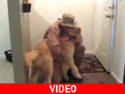 Όταν αγαπούν οι σκύλοι, το δείχνουν!