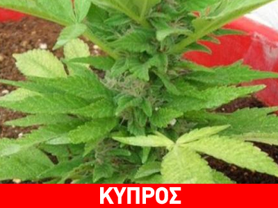 Κύπρος: Φτερά έβγαλαν… γλάστρες με κάνναβη