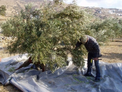 Ρέθυμνο: Ξεκινούν οι ψεκασμοί για τον δάκο