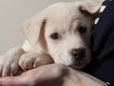 Φθηνές ευκαιρίες αγορών, πολύτιμη προσφορά ζωής στο παζάρι της Φιλοζωϊκής