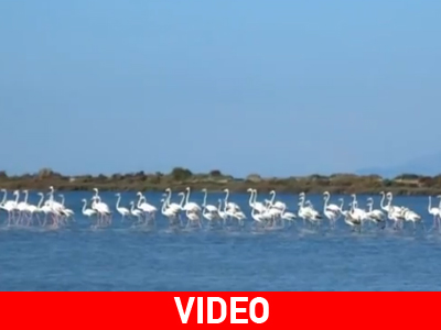 Σμήνος φλαμίνγκο στις Αλυκές Λεχαινών