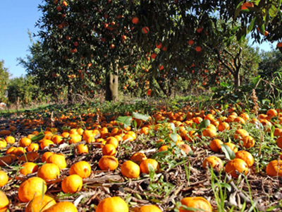 Την Παρασκευή η καταβολή αποζημιώσεων – ενισχύσεων από τον ΕΛΓΑ